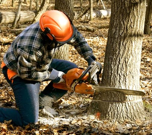 Tree Removal in Beach Lake, PA